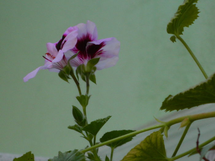 DSCN6896