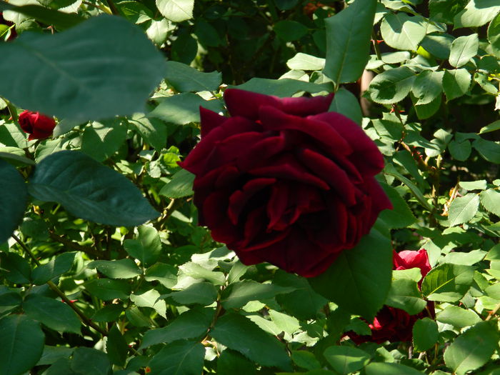 DSCN6900