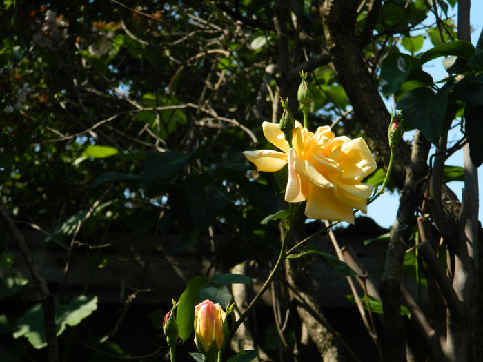 DSCN6906