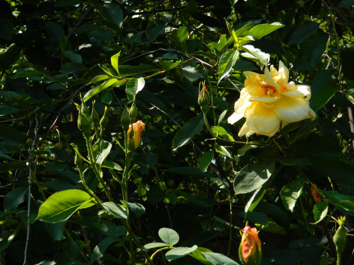 DSCN6907