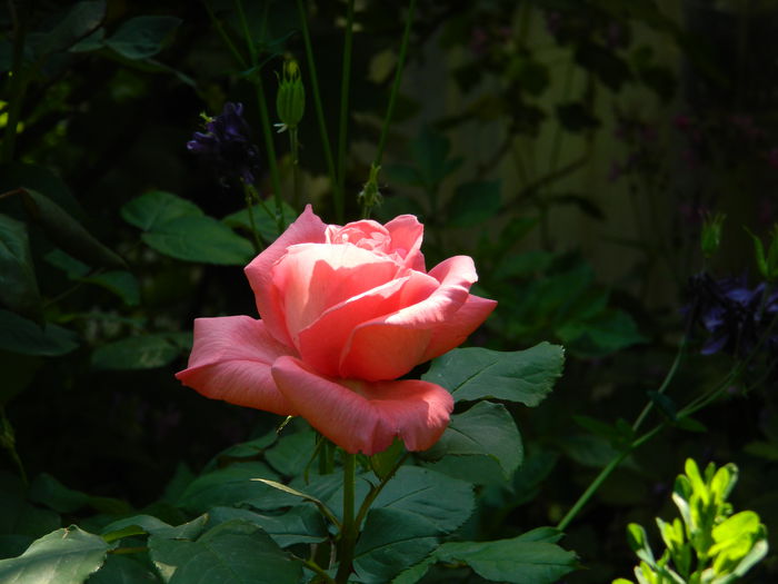 DSCN6910