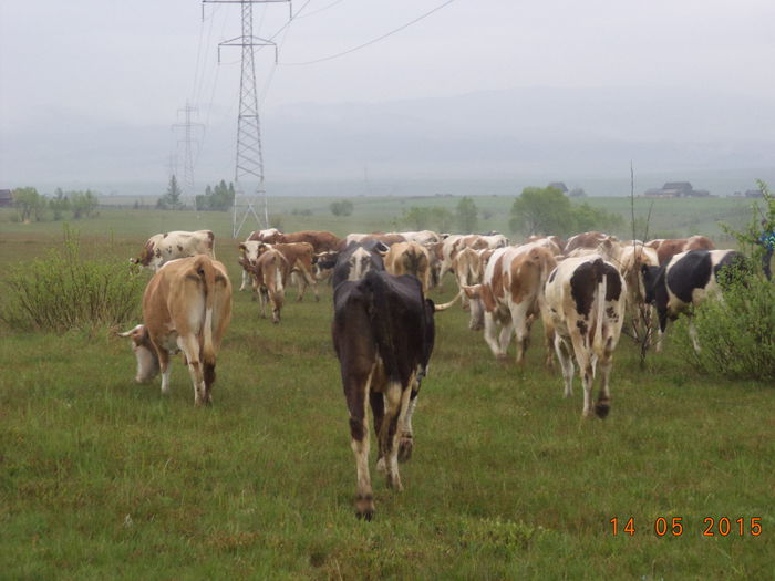 Pasc pe ploaie - Urcatul la stana cu vacile in Dealul Alb-2015