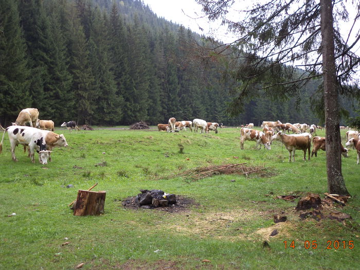 Pasc si ele vacutele - Urcatul la stana cu vacile in Dealul Alb-2015