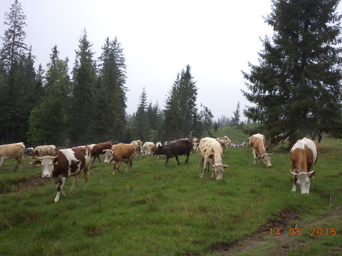 Pascand incet - Urcatul la stana cu vacile in Dealul Alb-2015