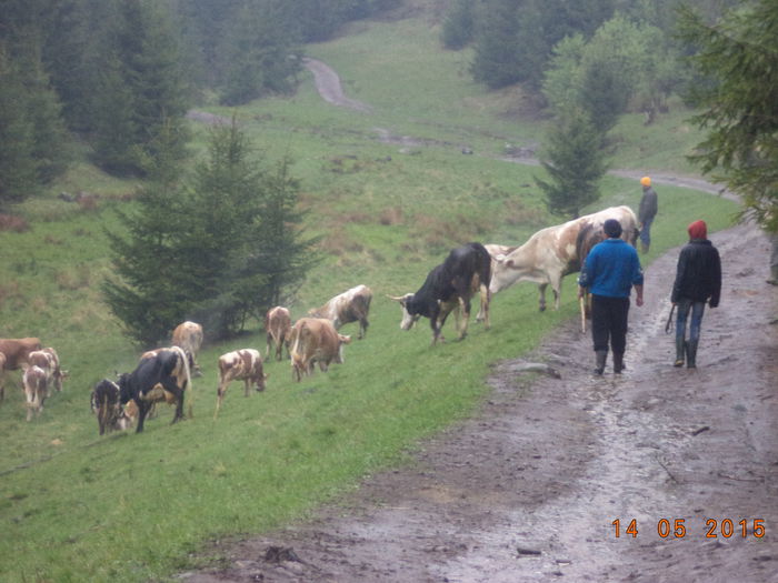 Pe dealul Runcului-55 - Urcatul la stana cu vacile in Dealul Alb-2015