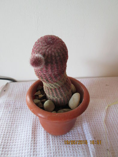 020 - cactusi
