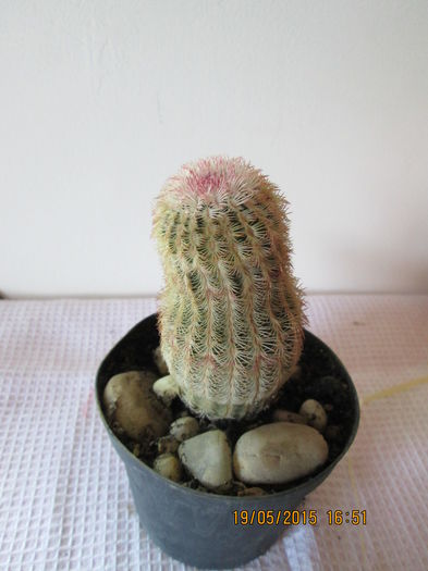 echinocereus