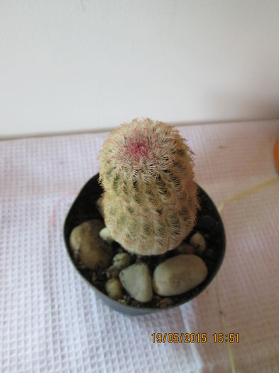 022 - cactusi