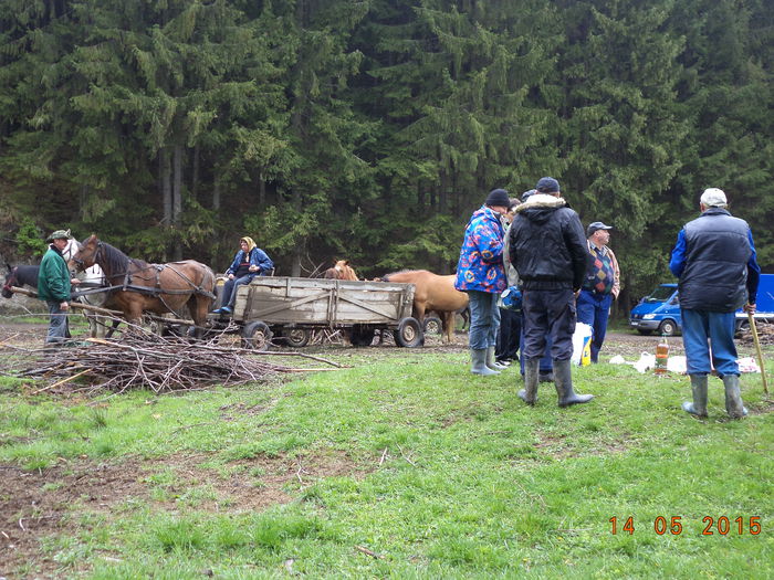 Plecam mai departe-87 - Urcatul la stana cu vacile in Dealul Alb-2015