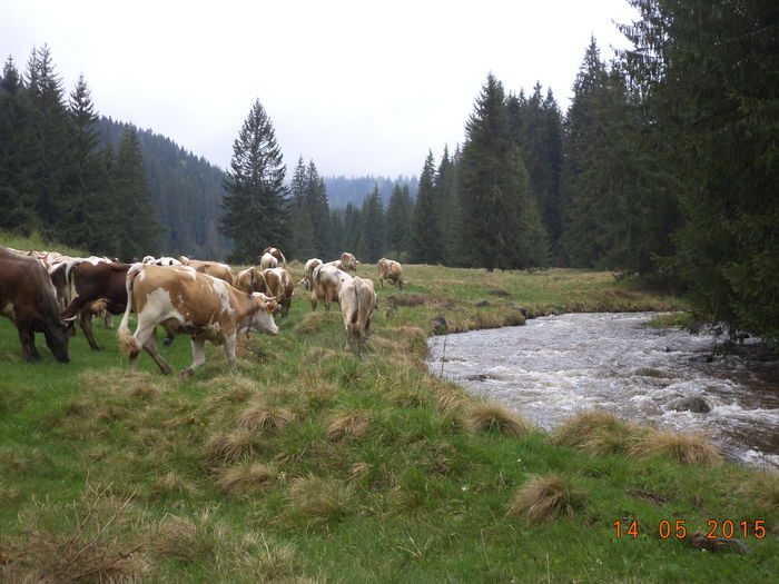 Poienita inverzita-8v