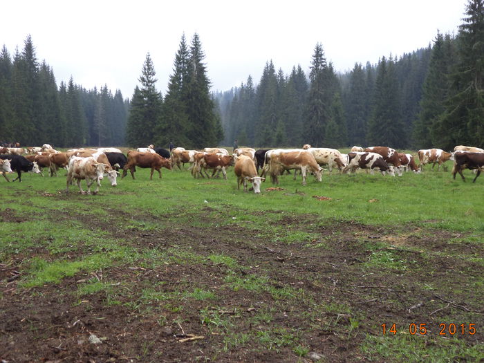 Poposim sa mancam ceva - Urcatul la stana cu vacile in Dealul Alb-2015