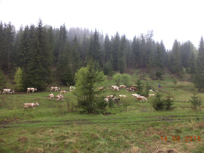 Pornim incet-7 - Urcatul la stana cu vacile in Dealul Alb-2015