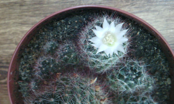 2015-05-19 17.18.03 - CACTUSI 2015