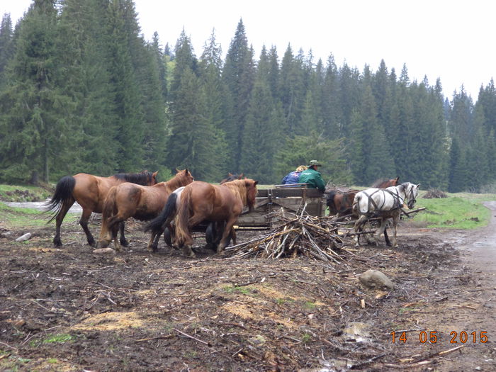 Pornim din nou-33 - Urcatul la stana cu vacile in Dealul Alb-2015