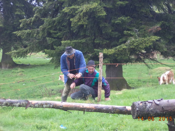 S-a rupt gardul firul - Urcatul la stana cu vacile in Dealul Alb-2015