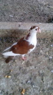 103096555_DAXAPSX[1]