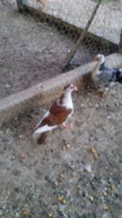 103096565_JXFVULA[1]