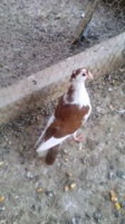 103096553_MWFETUX[1] - pui 2015