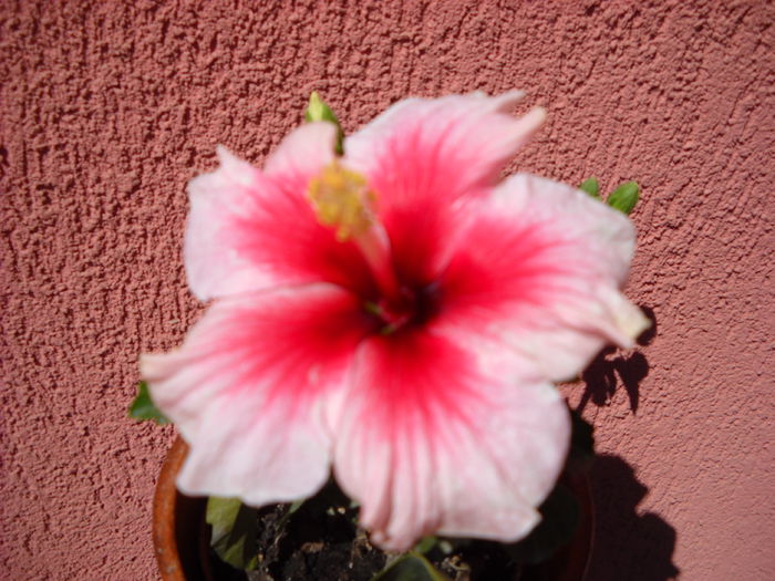 Pink Dream - HIBISCUS-2015