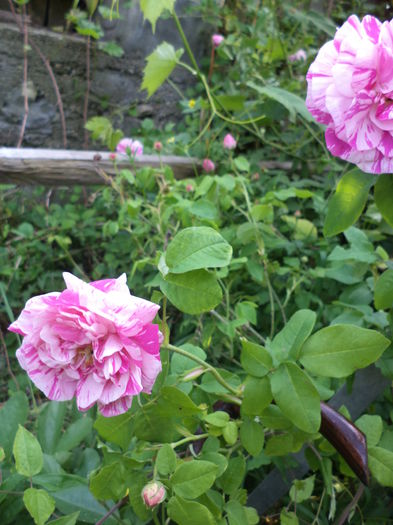 DSC03777