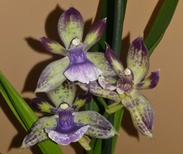  - Zygopetalum