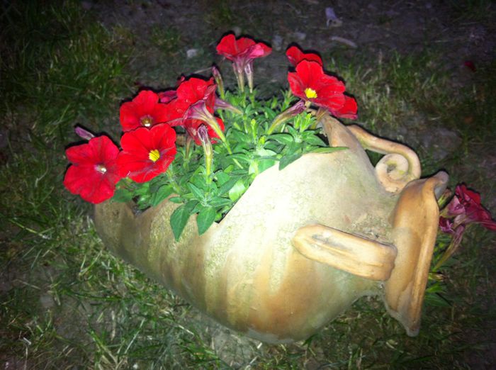 image - vara in gradina si in jardiniere