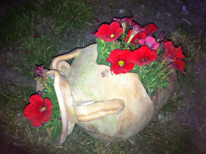 image - vara in gradina si in jardiniere