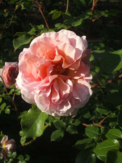 DSCF0720 - trandafiri englezesti 0