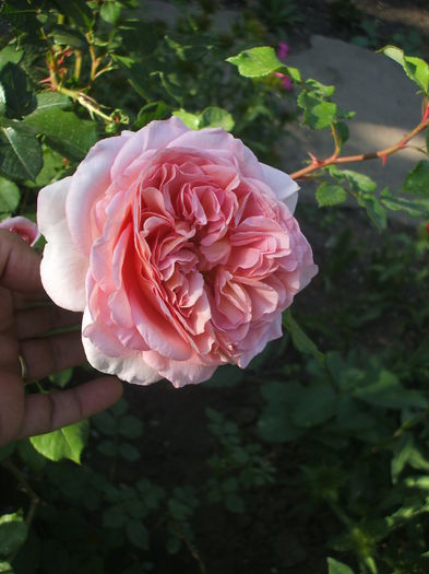 DSCF0722 - trandafiri englezesti 0
