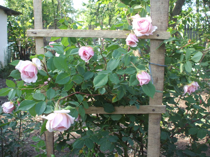 DSCF0734 - trandafiri englezesti 0