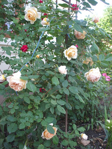DSCF0745 - trandafiri englezesti 0