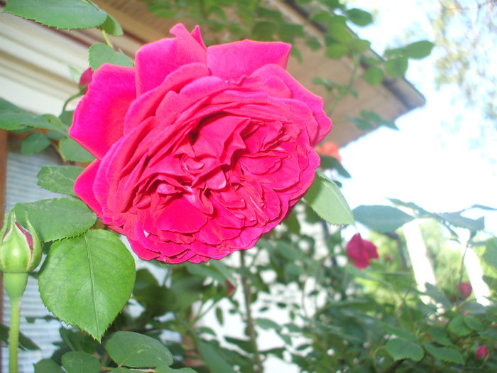 DSCF0749 - trandafiri englezesti 0