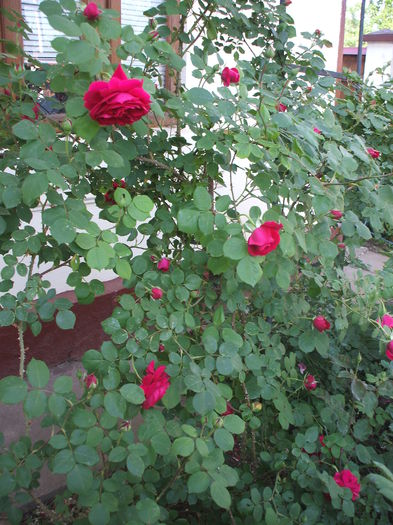 DSCF0750 - trandafiri englezesti 0
