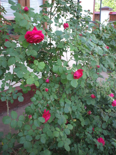 DSCF0751 - trandafiri englezesti 0