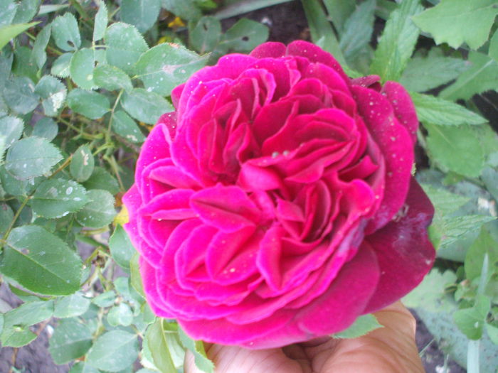 DSCF0761 - trandafiri englezesti 0