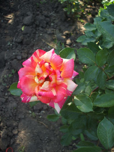 CARIBIA - trandafiri 0