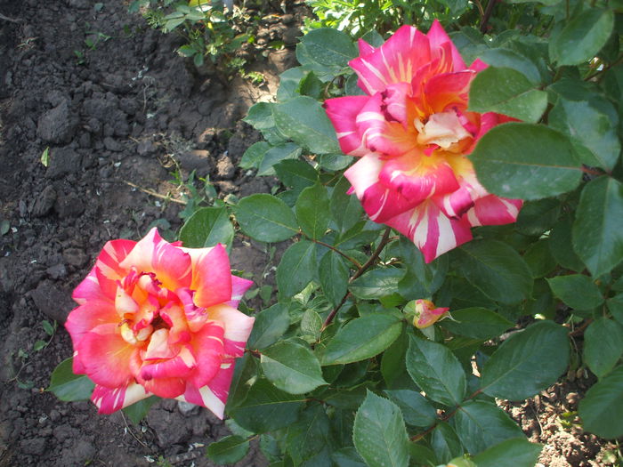 DSCF0724 - trandafiri 0