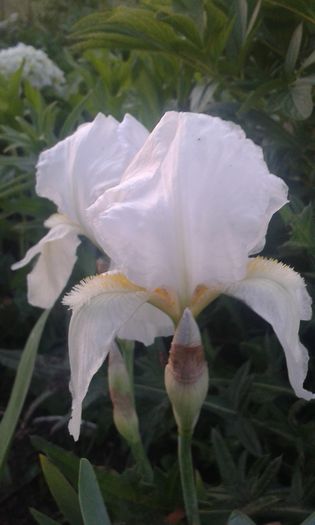 poze cornetu-ioana 003