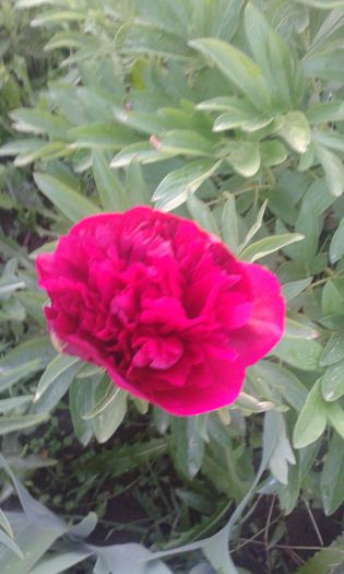 poze cornetu-ioana 008