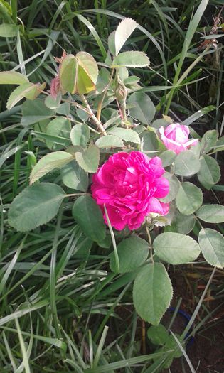 poze cornetu-ioana 034