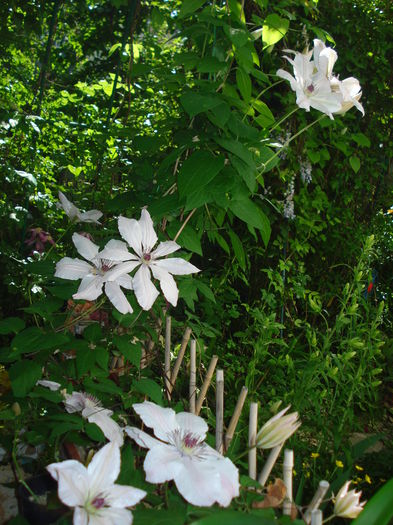 DSC07867 - Clematis 2015