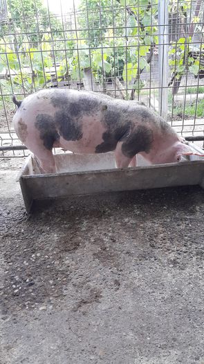 20150519_200240 - Pietrain rasa pura