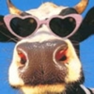 Vaca cu ochelari - avatare