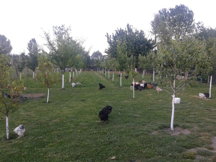 DEALE CURTII 2015 - VOLIERA SI PORUMBEII MEI