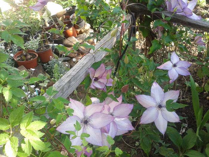 Fotografie-0070 - clematis