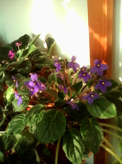 violeta