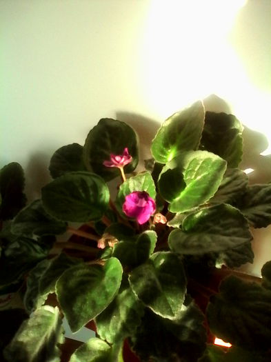 double black cherry