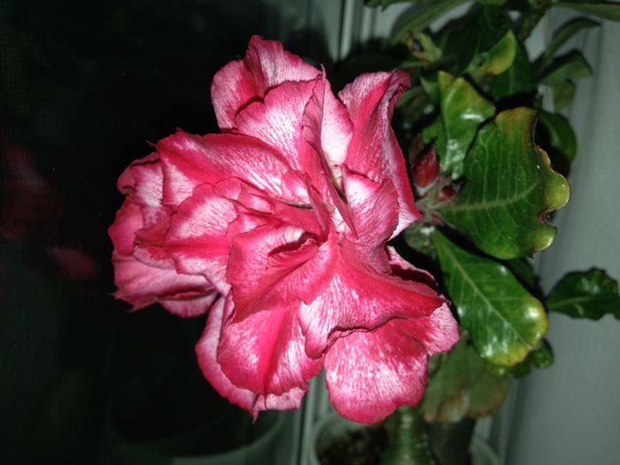 19 mai 2015 - Adenium2015