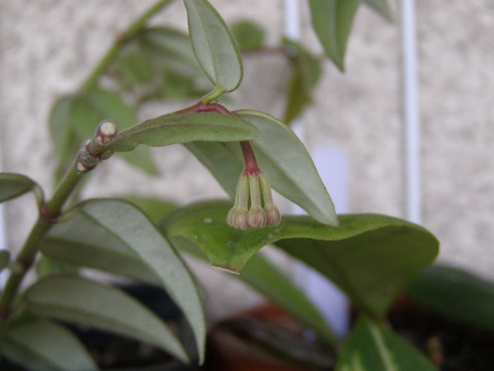 Hoya bella