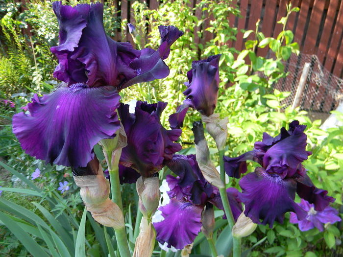 Kekionga - Irisi 2015